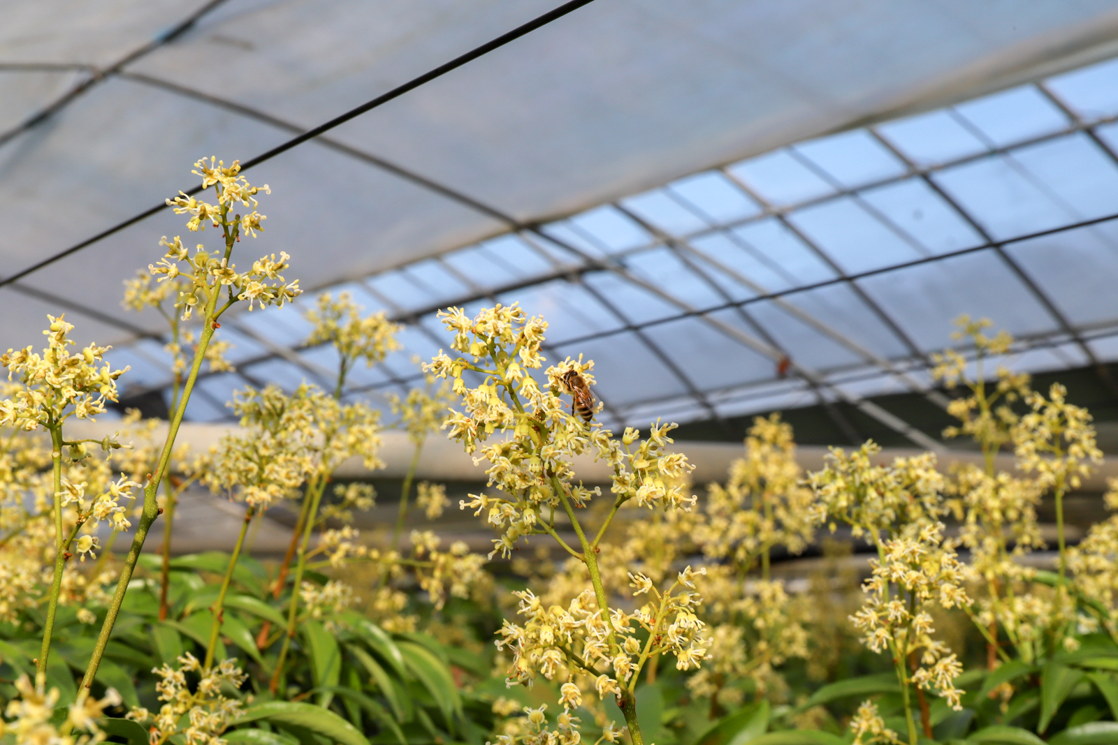lychee_flower2.jpg